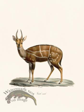 Cuvier 038 Male Guibe